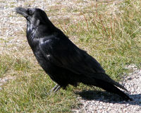 Common raven