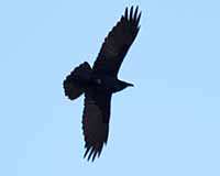 Common raven