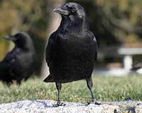 Common raven
