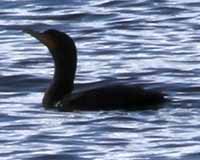 Double-crested cormorant
