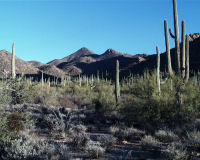 Saguaro National Park