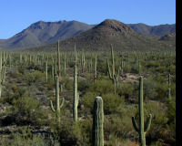 Saguaro National Park