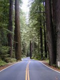 Avenue of the Giants