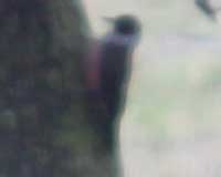 Birds of the Sierra Nevada