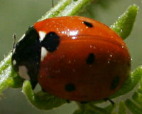 Seven-spotted lady beetle