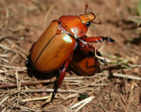 Christmas beetle