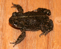 Western toad