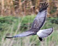 Northern harrier