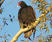 Turkey vulture