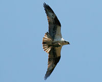 Osprey