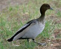 Australian wood duck