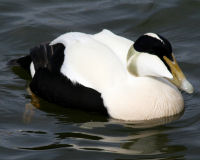 Common eider