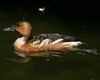 Cinnamon teal