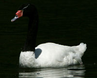 Black-necked swan