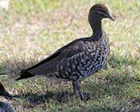 Australian wood duck