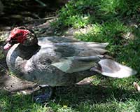 Muscovy duck