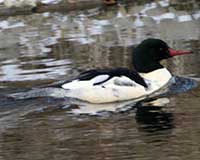 Common merganser