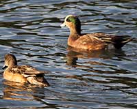 American wigeon