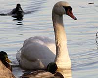 Mute swan