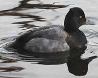 Lesser scaup