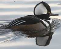 Hooded merganser