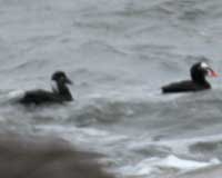Surf scoter