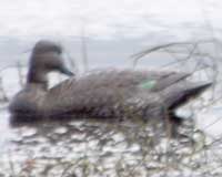 Northern pintail