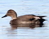 Gadwall