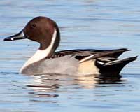 Northern pintail