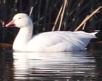 Snow goose
