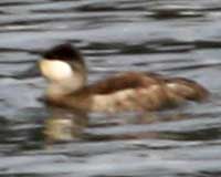 Ruddy duck