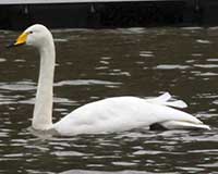 Whooper swan