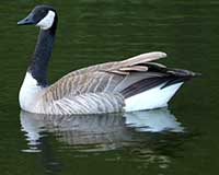 Canada goose