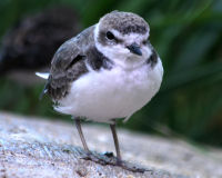 Snowy plover