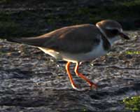 Semipalmated plover