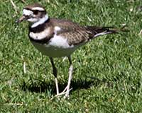 Killdeer