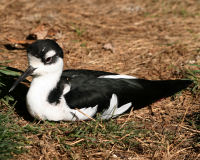Black-winged stilt