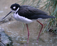 Black-winged stilt