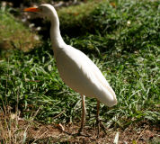 Cattle egret