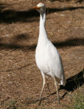 Cattle egret