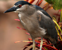 Black-crowned night heron