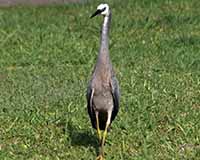 White-faced heron