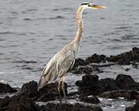 Great blue heron