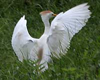 Cattle egret