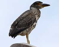 Yellow-crowned night-heron