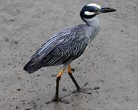 Yellow-crowned night-heron