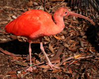 Scarlet ibis