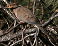 Mourning dove
