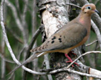 Mourning dove