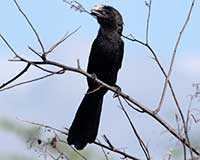 Smooth-billed ani
